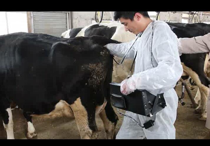 牛用B超機,B超機,牛用B超,養(yǎng)牛場用B超機,牛用B超機在養(yǎng)牛場的應用