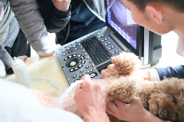 寵物模特接受大為醫療寵物超聲檢查